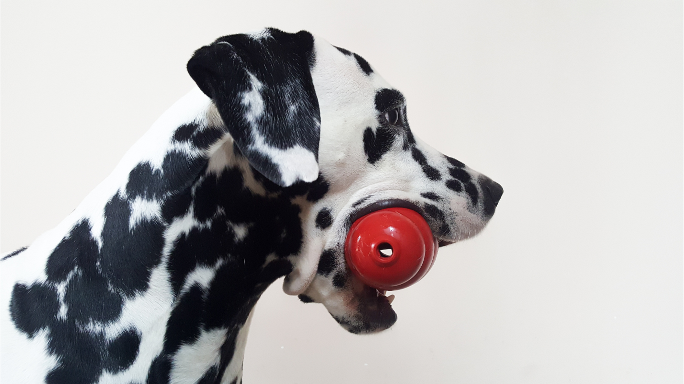 Jouet pour chien destructeur - Sélection de jouets durables