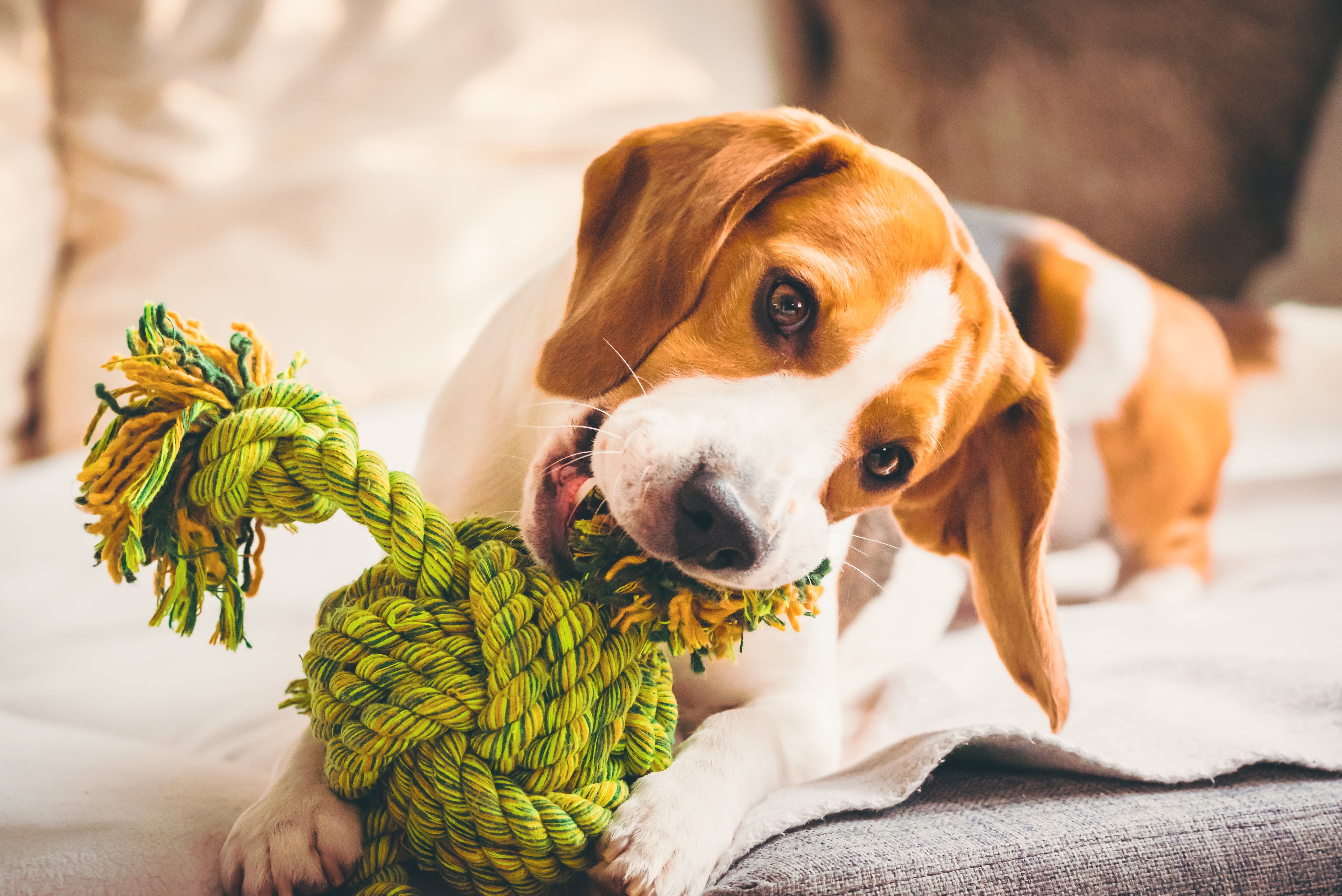 Comment choisir les meilleurs jouets à mâcher pour chien ?