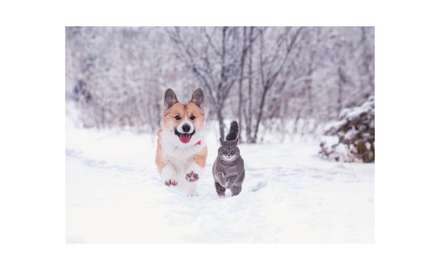 Les risques de la neige pour les coussinets des chiens et chats